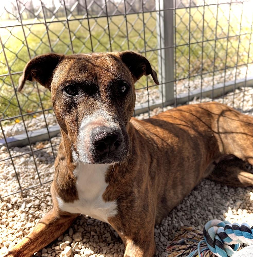 Enlarge Elsa, a Adoptable mixed breed in Bolivar, MO image 2/4