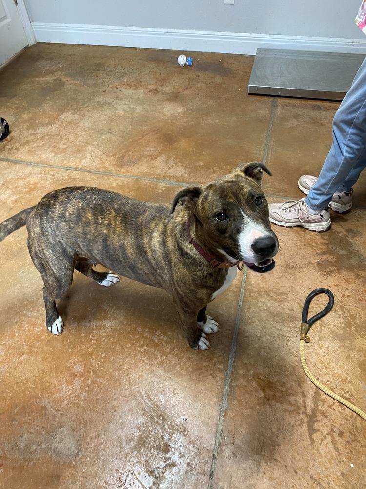 Enlarge Elsa, a Adoptable mixed breed in Bolivar, MO image 2/3