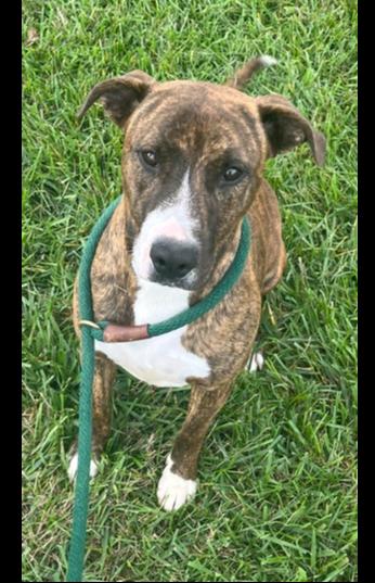 Enlarge Elsa, a Adoptable mixed breed in Bolivar, MO image 3/3