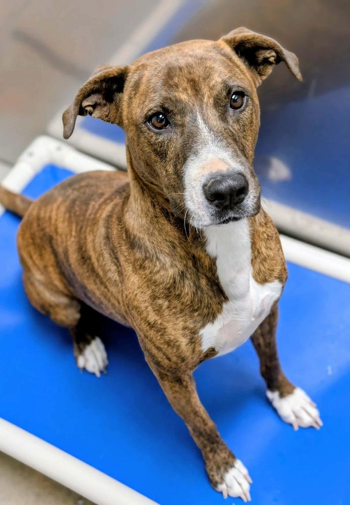 Elsa, a Adoptable mixed breed in Bolivar, MO image 6/6