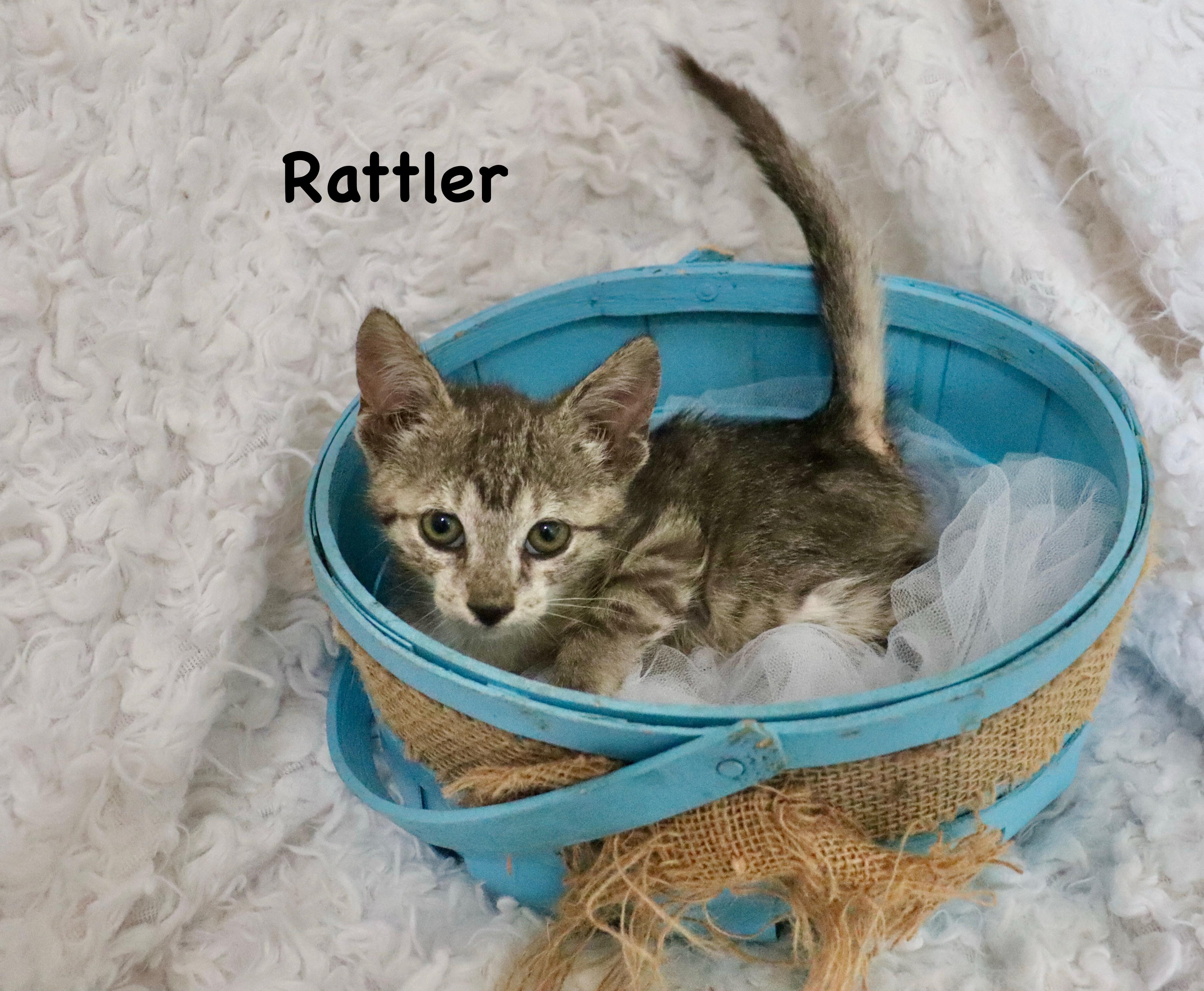Rattler