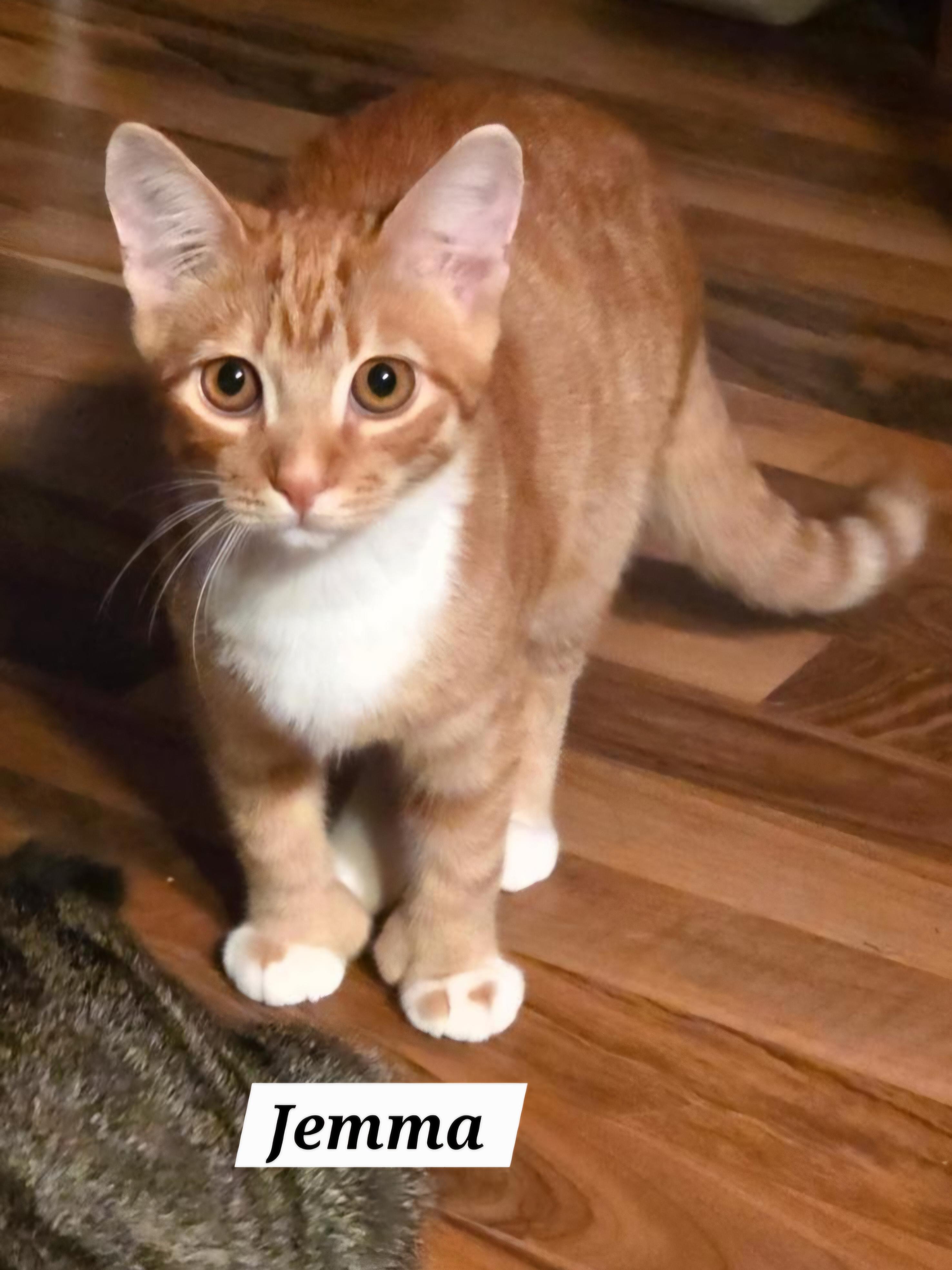 Enlarge Jemma, a Adoptable Domestic Short Hair in Allentown, PA image 1/4
