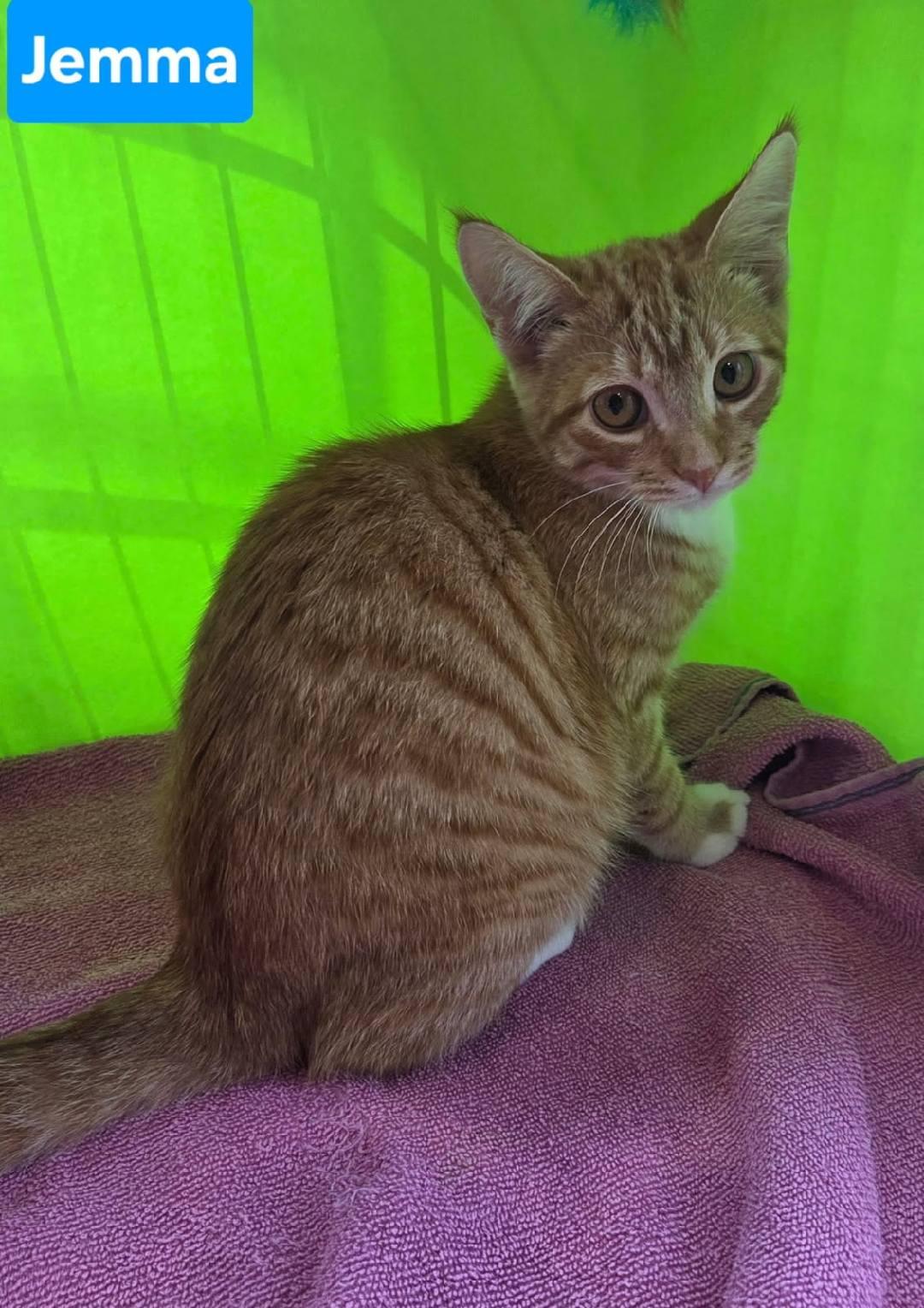 Enlarge Jemma, a Adoptable Domestic Short Hair in Allentown, PA image 4/4