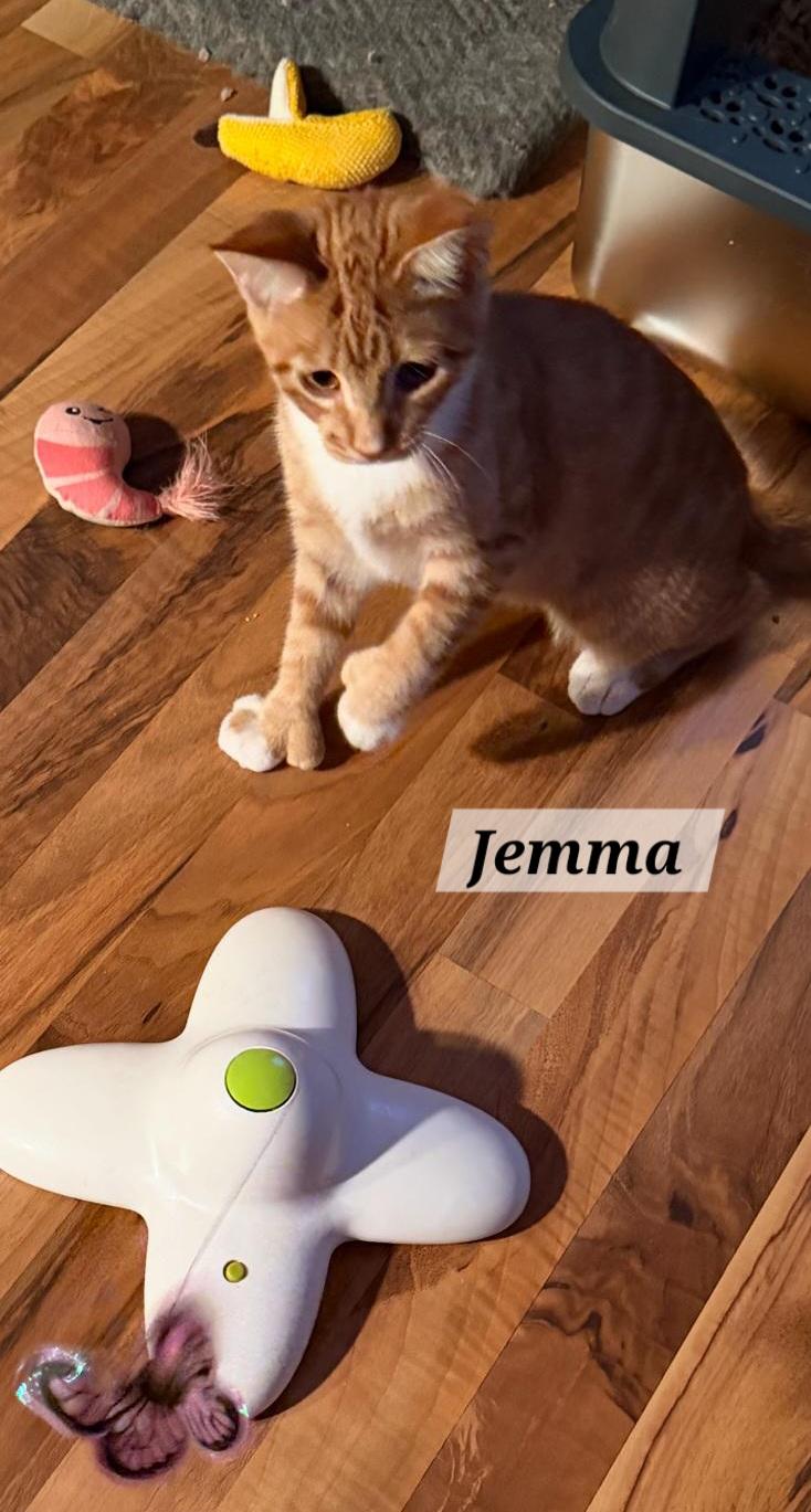 Enlarge Jemma, a Adoptable Domestic Short Hair in Allentown, PA image 3/4