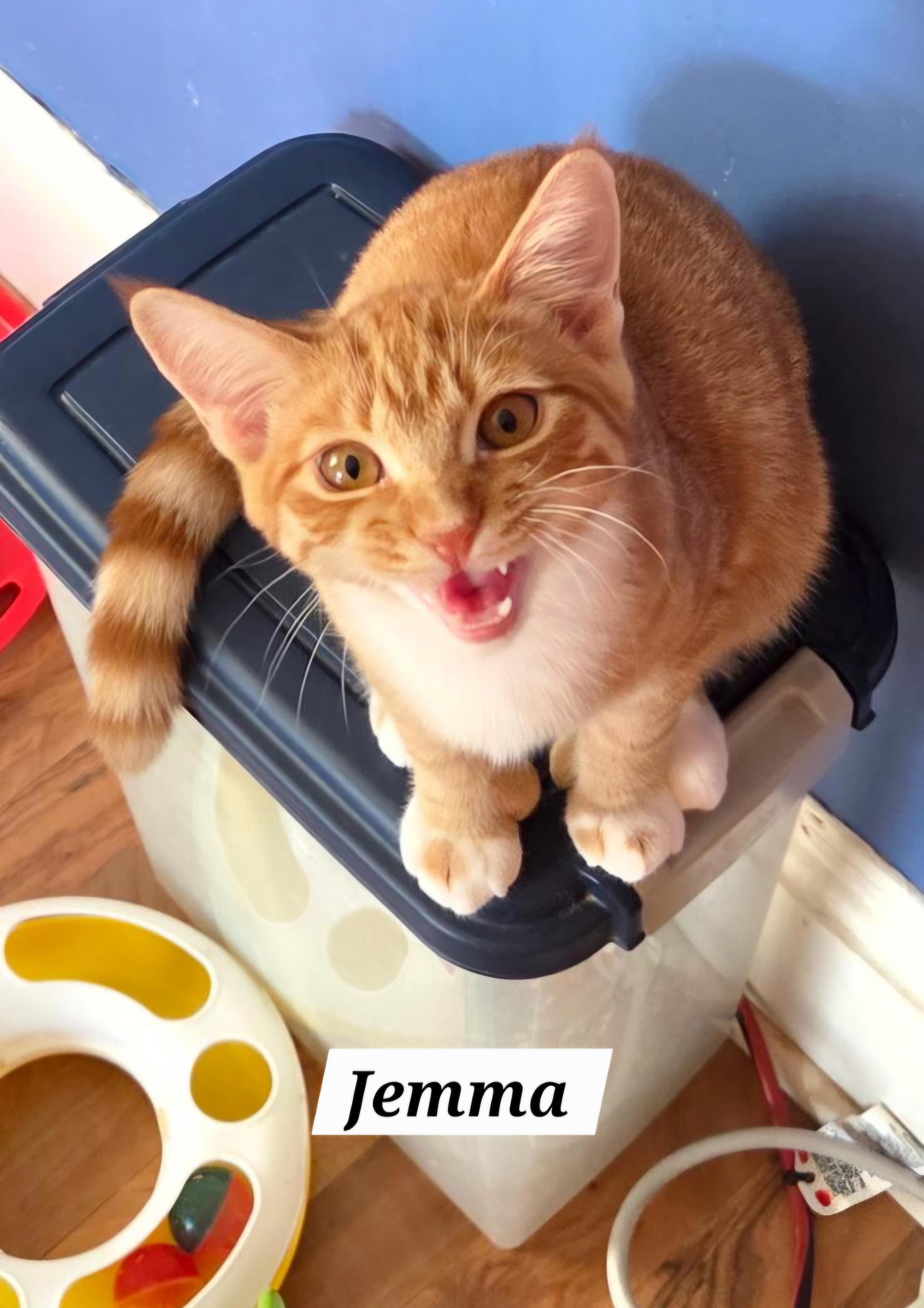 Enlarge Jemma, a Adoptable Domestic Short Hair in Allentown, PA image 2/4