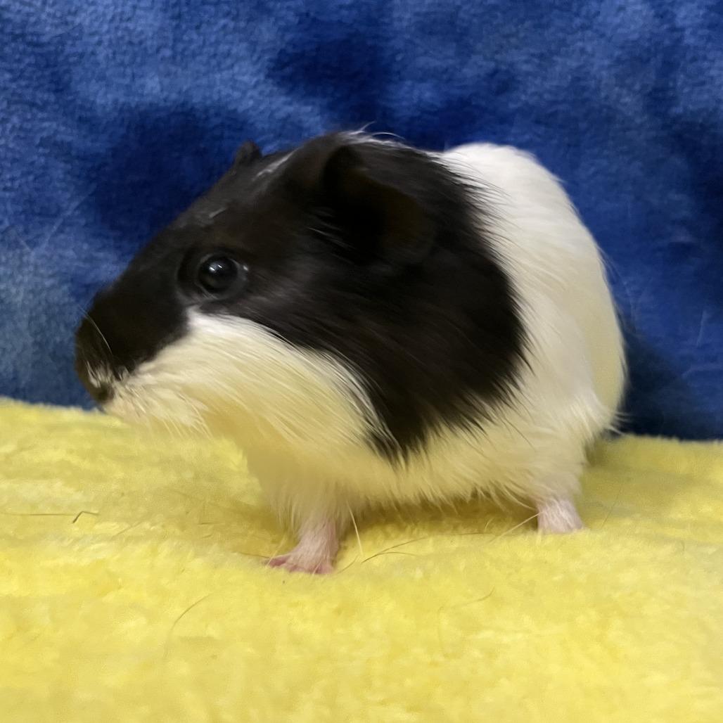Colt (bonded with Walker), Adoptable, Baby Male Guinea Pig.