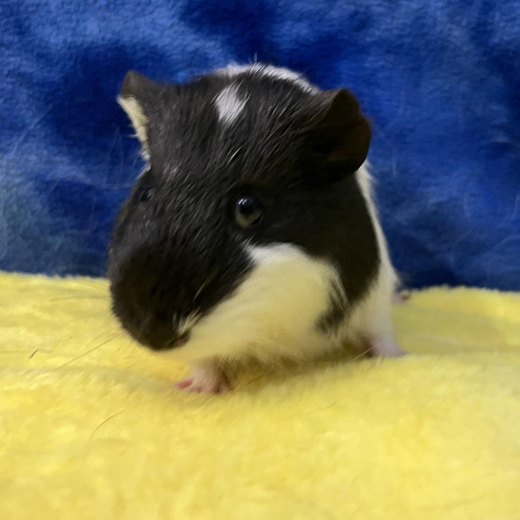 Colt (bonded with Walker), a Adoptable Guinea Pig in Decatur, GA image 2/5
