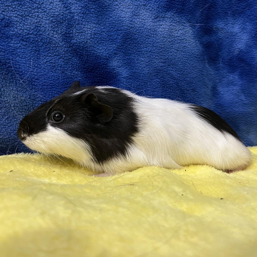 Colt (bonded with Walker), a Adoptable Guinea Pig in Decatur, GA image 3/5