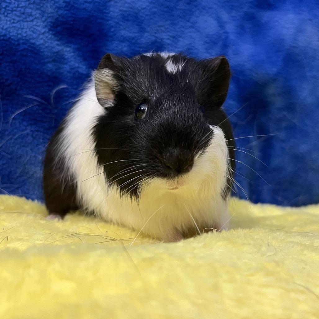 Colt (bonded with Walker), a Adoptable Guinea Pig in Decatur, GA image 4/5