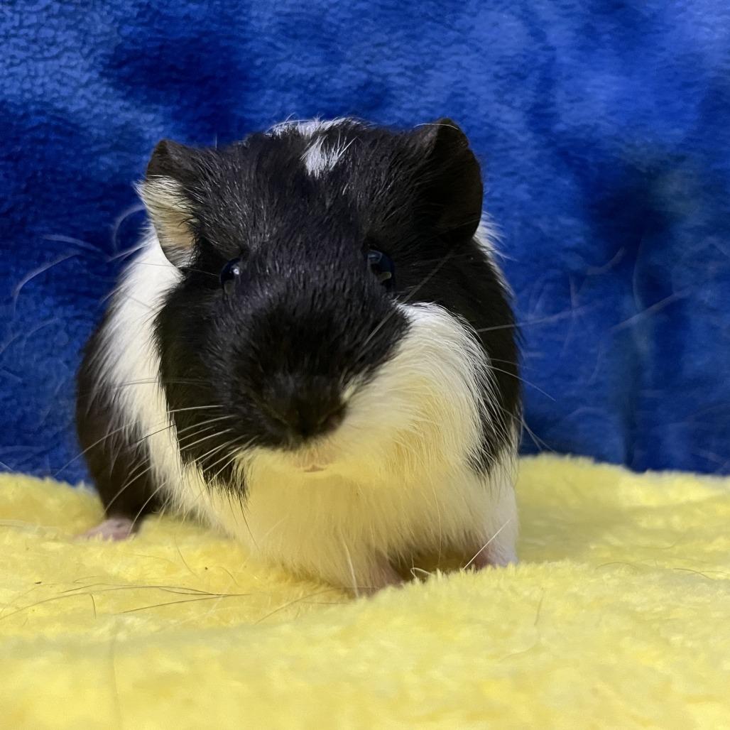 Colt (bonded with Walker), a Adoptable Guinea Pig in Decatur, GA image 5/5