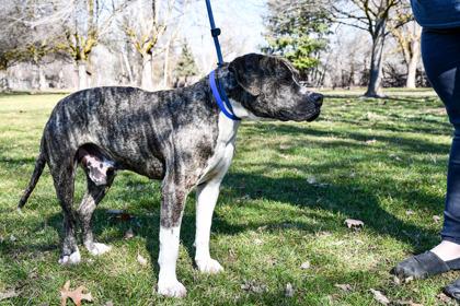 Bobo, Adoptable, Adult Male Pit Bull Terrier & Mixed Breed.