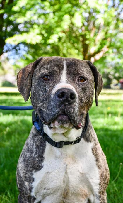 Bobo, Adoptable, Adult Male American Staffordshire Terrier & Boxer.