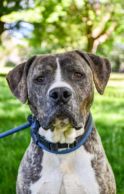 Bobo, a Adoptable mixed breed in Yakima, WA image 2/3