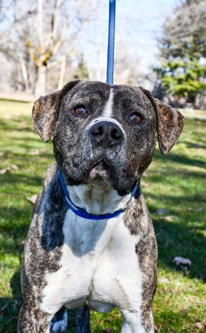 Enlarge Bobo, a Adoptable mixed breed in Yakima, WA image 2/3