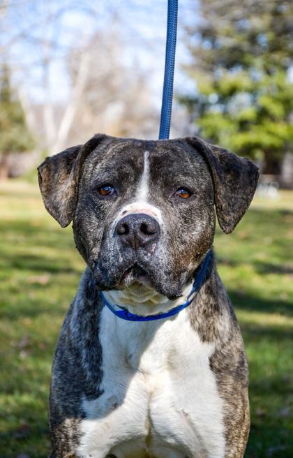 Enlarge Bobo, a Adoptable mixed breed in Yakima, WA image 3/3