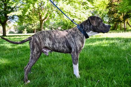 Bobo, a Adoptable mixed breed in Yakima, WA image 3/3
