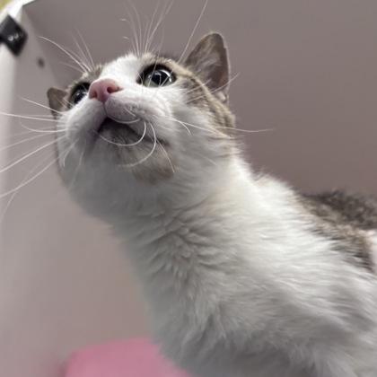 Enlarge Maddox, a Adoptable mixed breed in Janesville, WI image 2/3