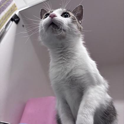 Enlarge Maddox, a Adoptable mixed breed in Janesville, WI image 3/3