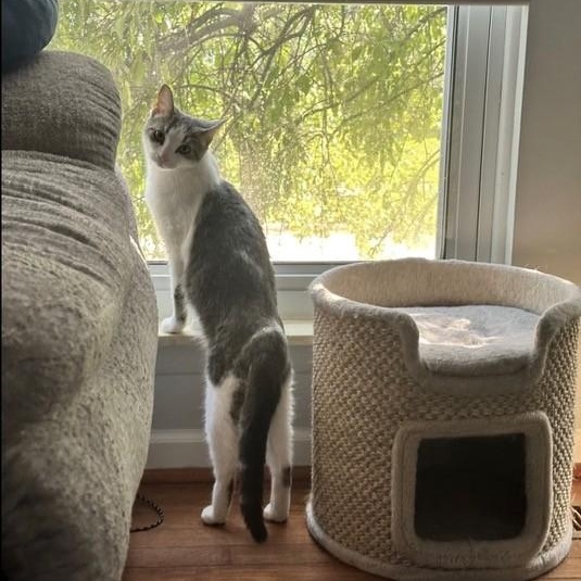 Ivy, a ADOPTABLE Domestic Medium Hair in Westland, MI image 5/6