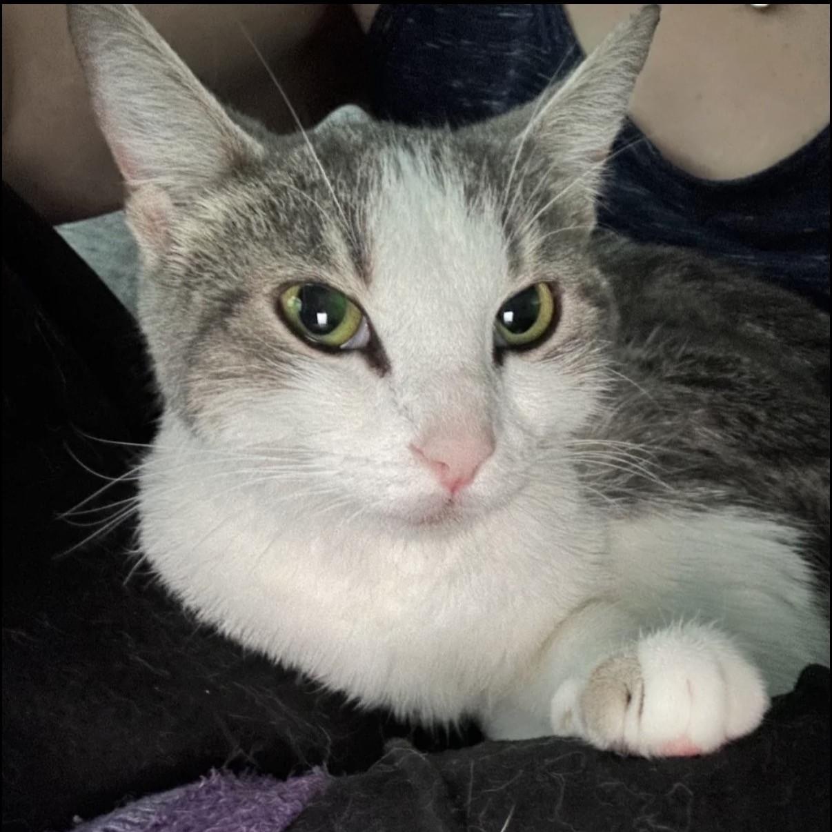 Ivy, a ADOPTABLE Domestic Medium Hair in Westland, MI image 6/6