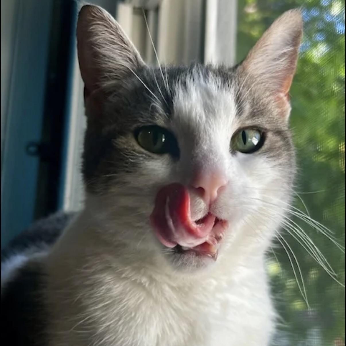 Ivy, a ADOPTABLE Domestic Medium Hair in Westland, MI image 2/6