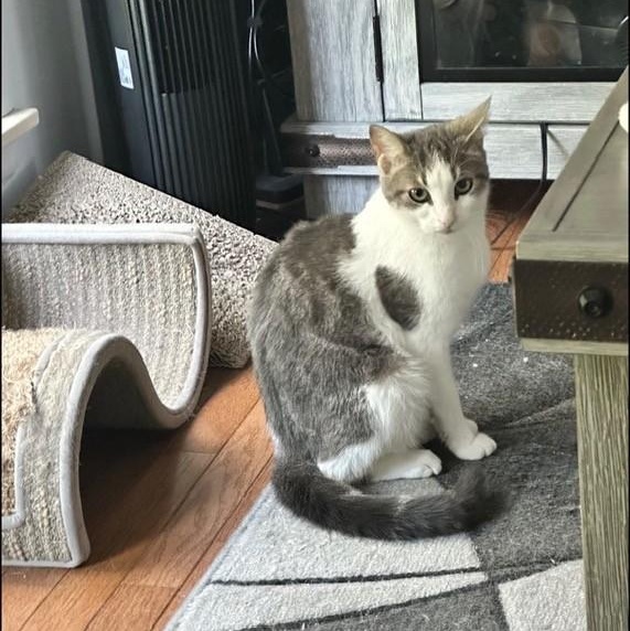 Ivy, a ADOPTABLE Domestic Medium Hair in Westland, MI image 4/6