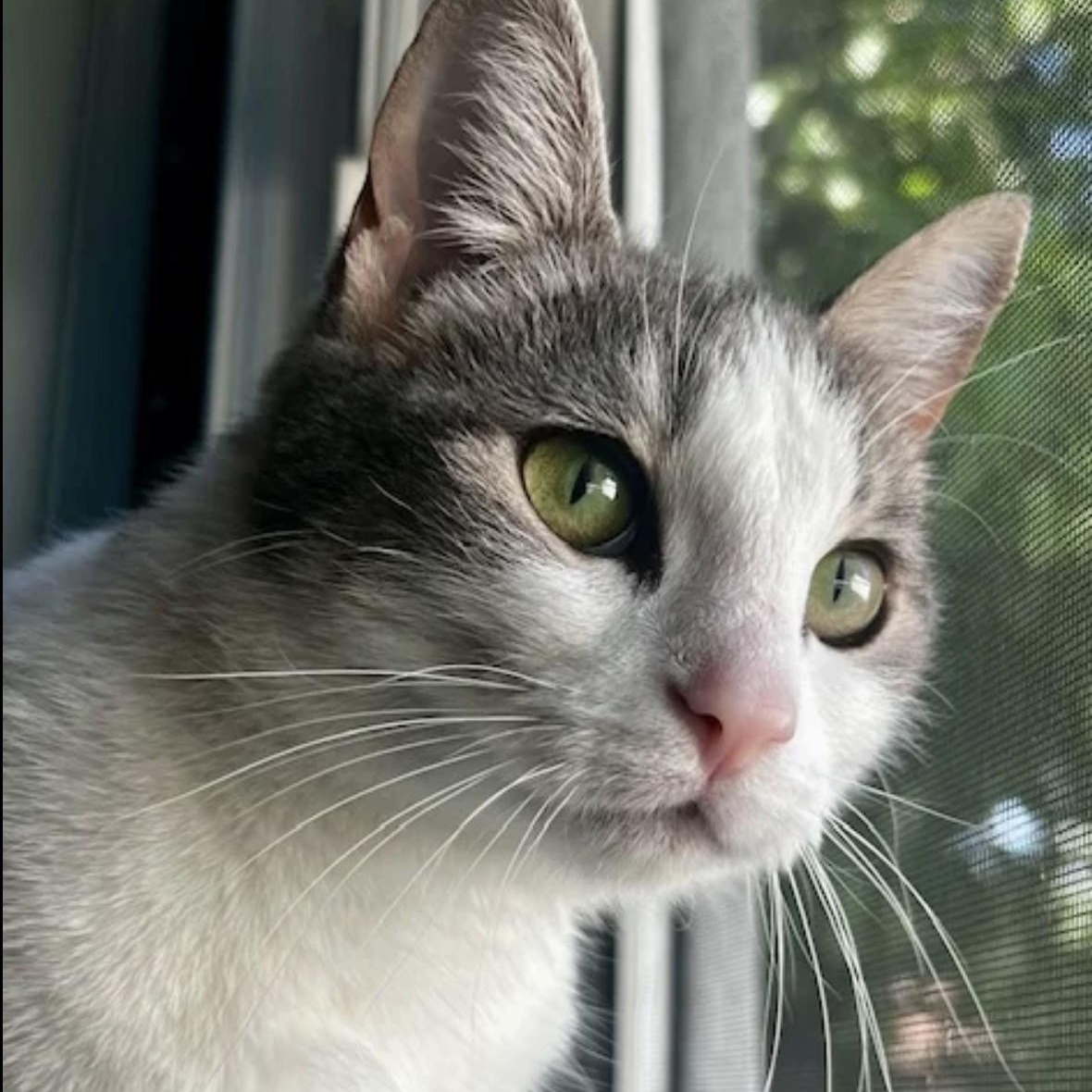 Ivy, a ADOPTABLE Domestic Medium Hair in Westland, MI image 3/6