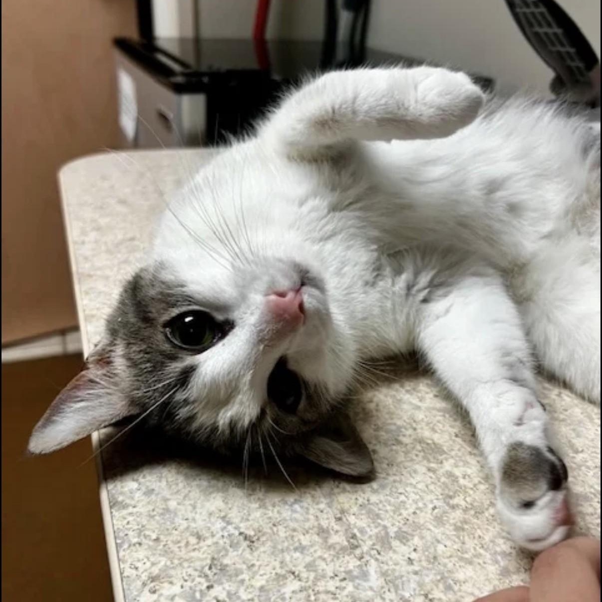 Ivy, ADOPTABLE, Kitten Female Domestic Medium Hair.