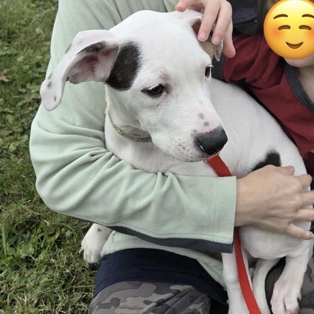 Dottie (20250821-01)