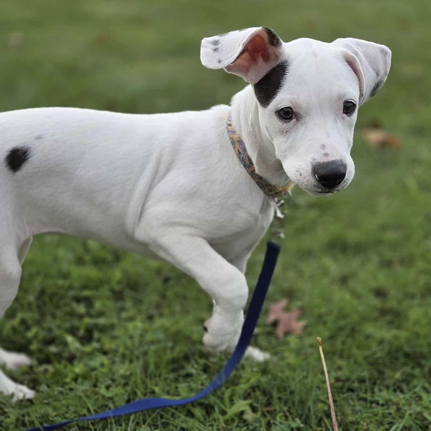 Dottie (20250821-01)