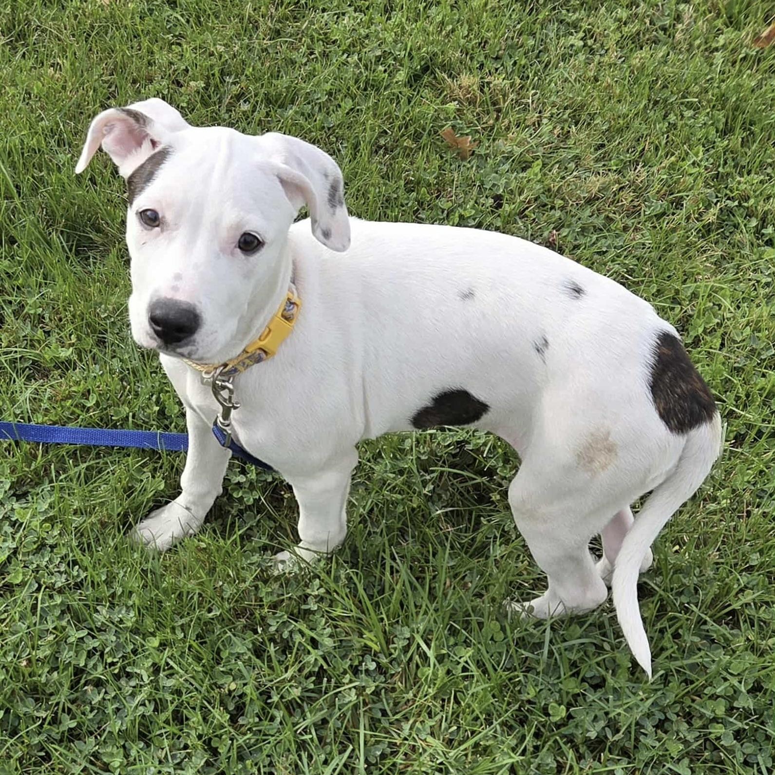 Dottie (20250821-01)