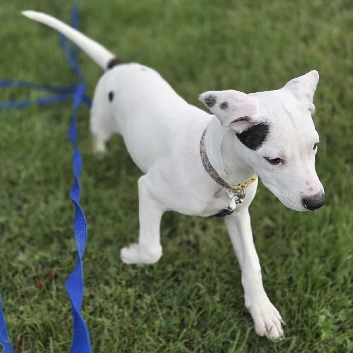 Dottie (20250821-01)