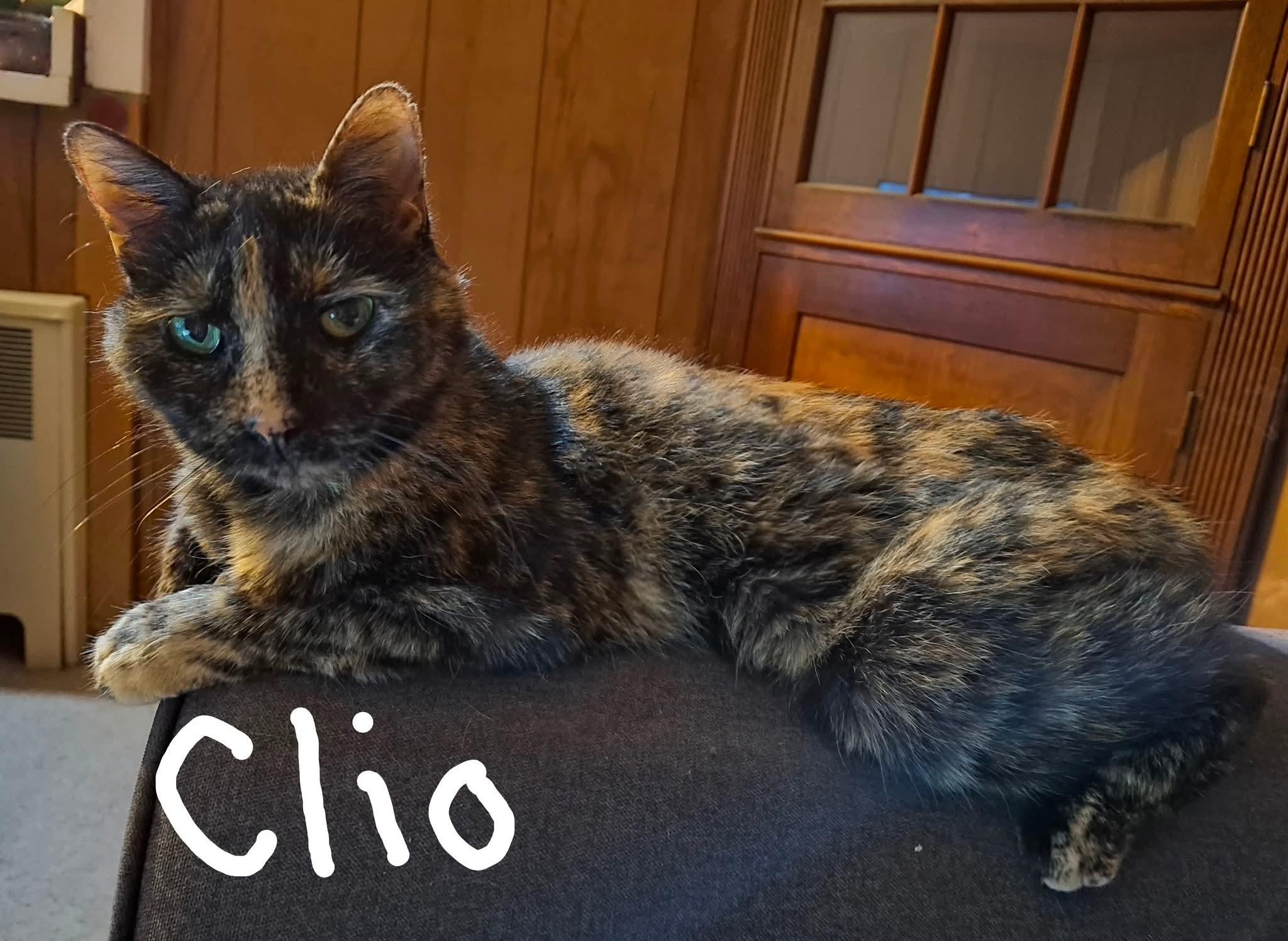 Enlarge Sheba and Clio (bonded sisters), a Adopted mixed breed in Ann Arbor, MI image 1/4