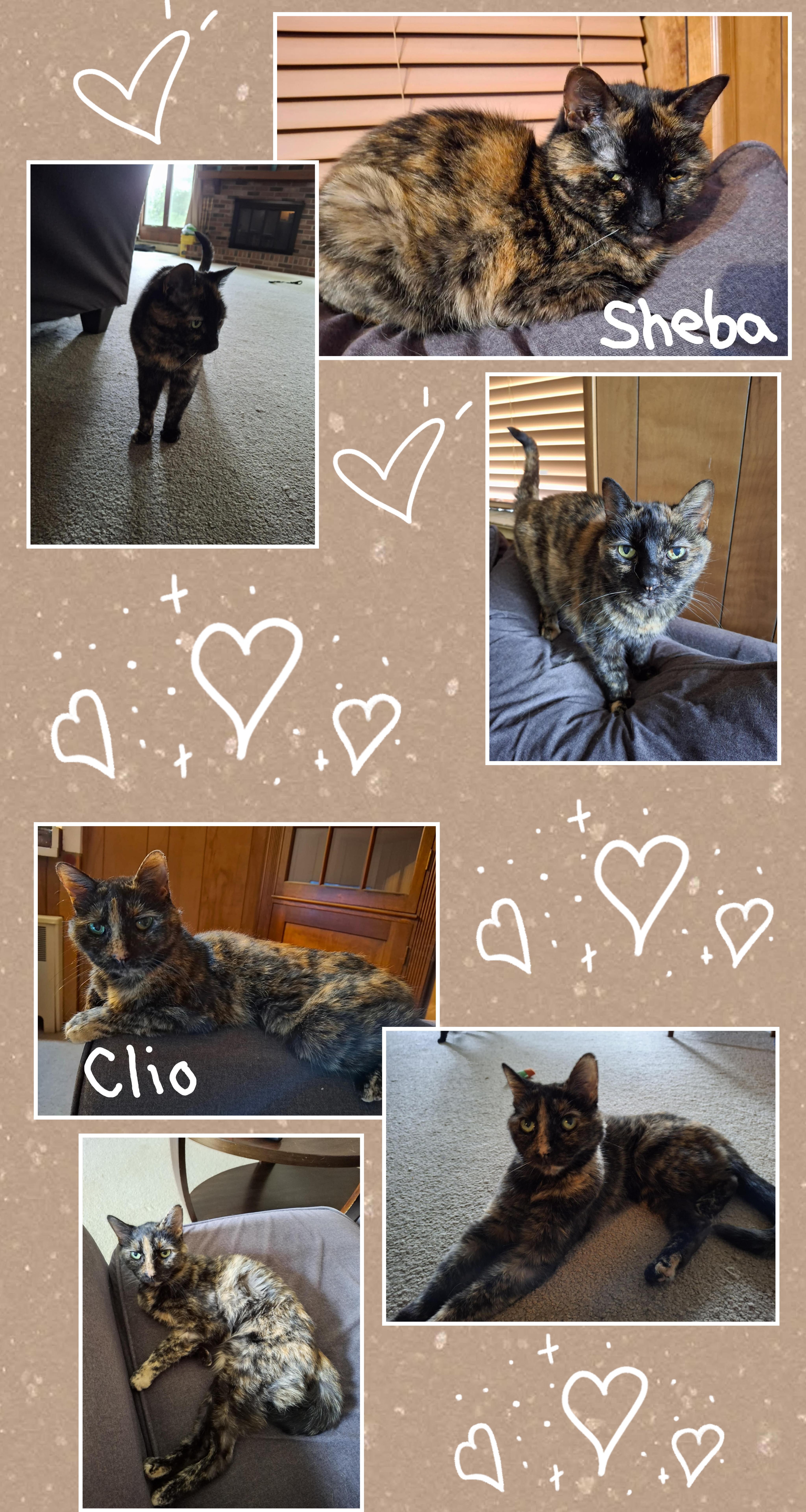 Enlarge Sheba and Clio (bonded sisters), a Adopted mixed breed in Ann Arbor, MI image 2/4