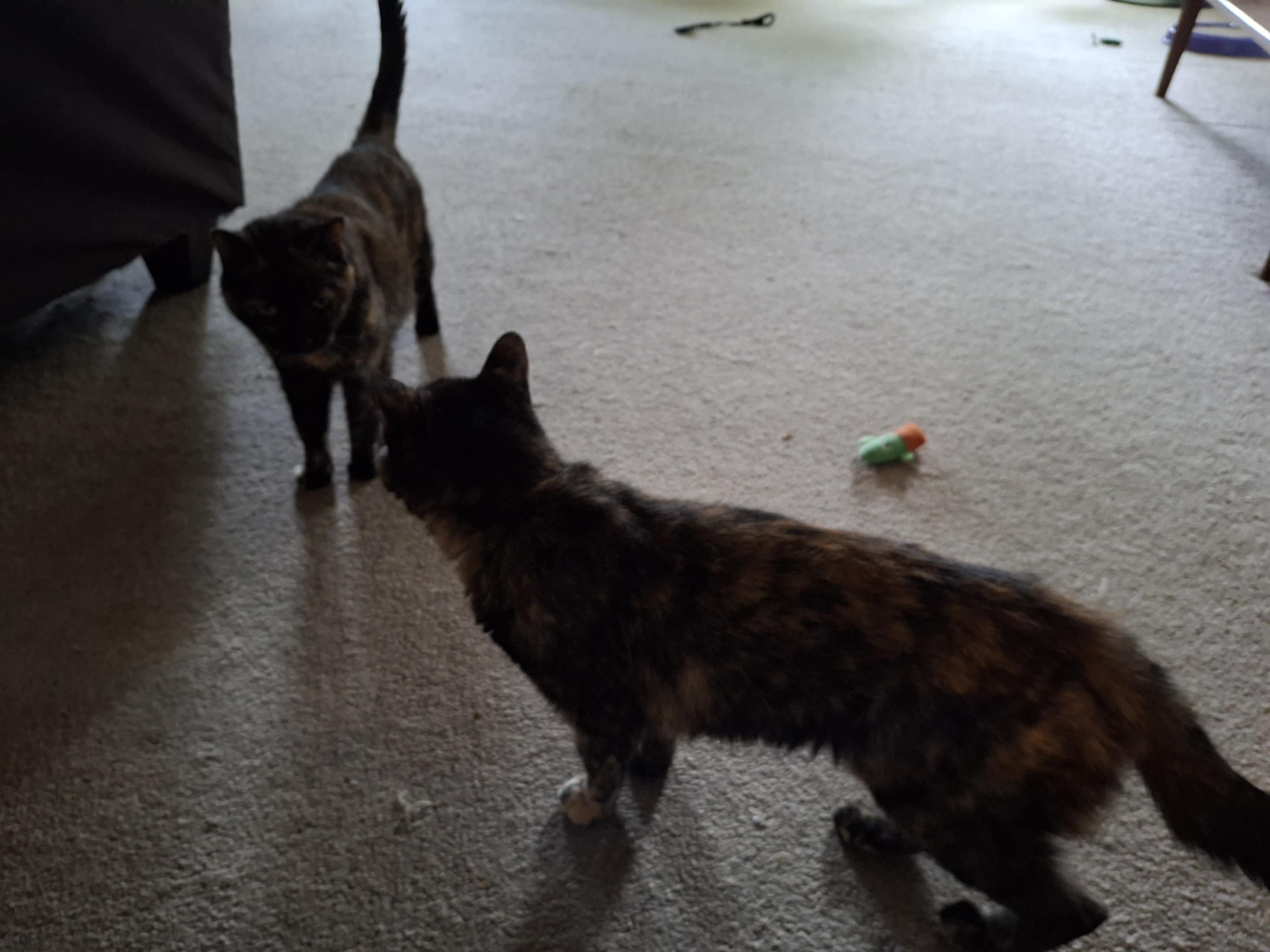 Enlarge Sheba and Clio (bonded sisters), a Adopted mixed breed in Ann Arbor, MI image 3/4