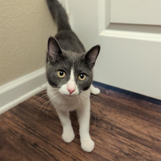 SAMSON, Adoptable, Young Male Domestic Short Hair.