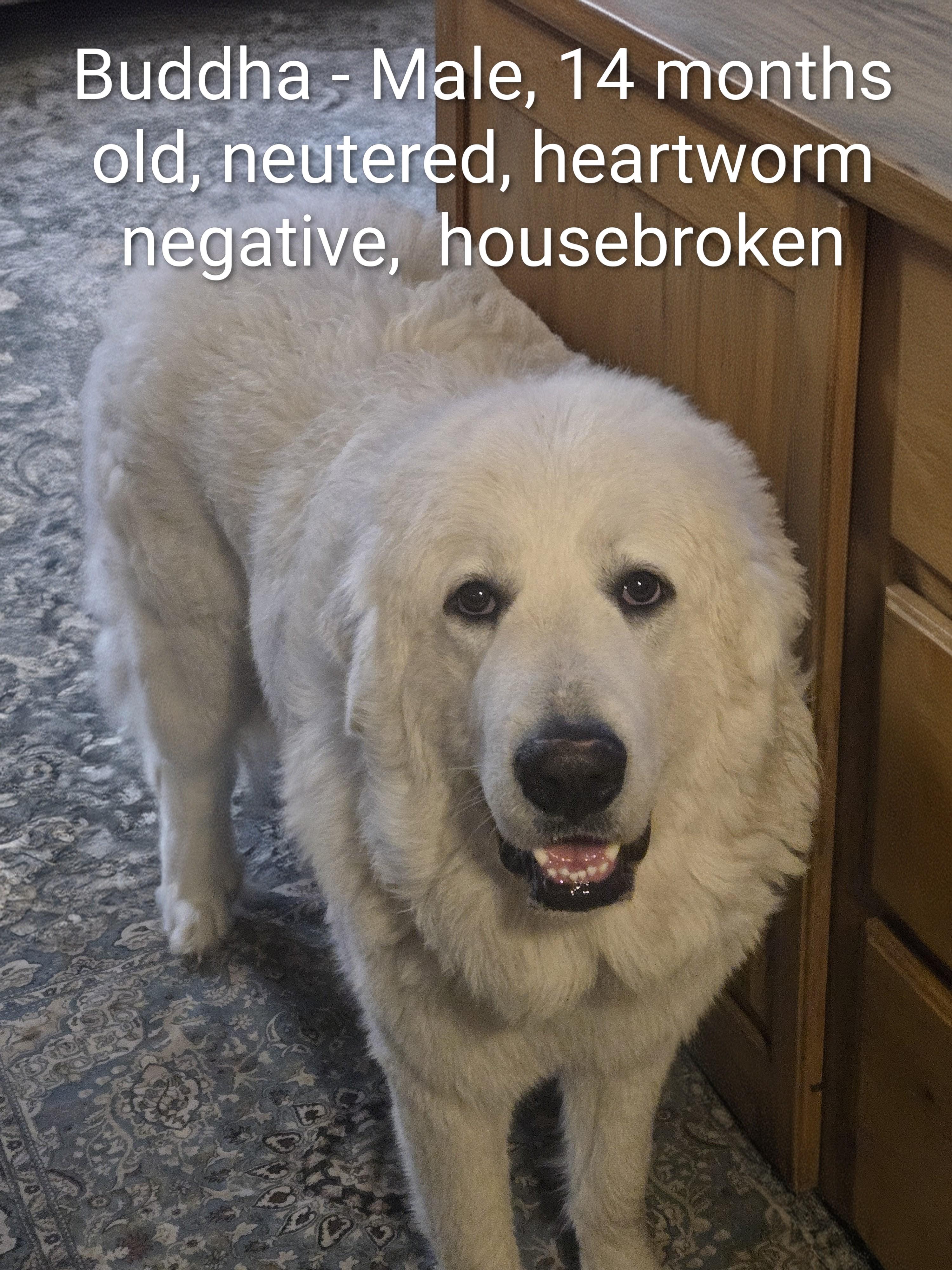 Enlarge Buddha Courtesy Listing, a ADOPTABLE Great Pyrenees in Midland, MI image 1/1