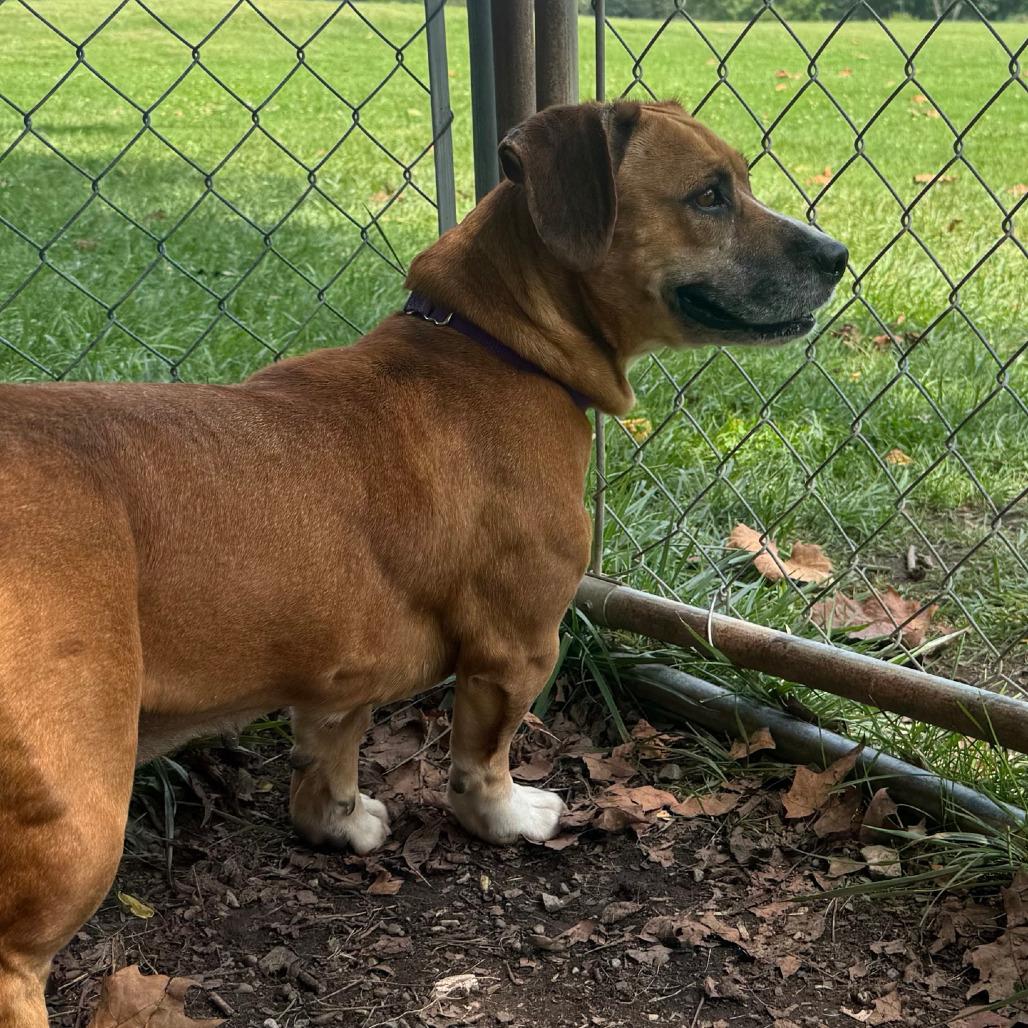 Jenny, Adoptable, Adult Female Beagle & Basset Hound.