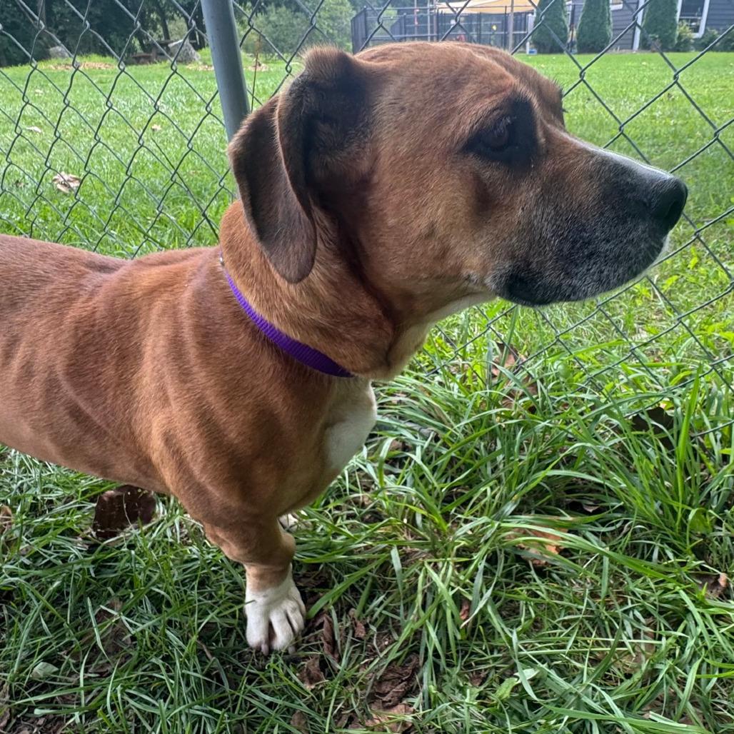 Enlarge Jenny, a Adoptable mixed breed in Columbia Station, OH image 2/6