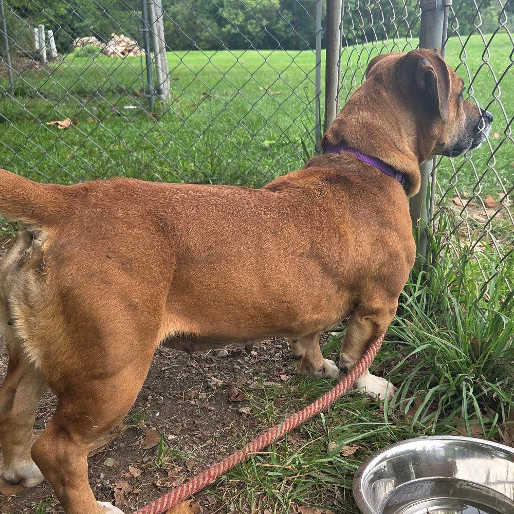 Enlarge Jenny, a Adoptable mixed breed in Columbia Station, OH image 3/6