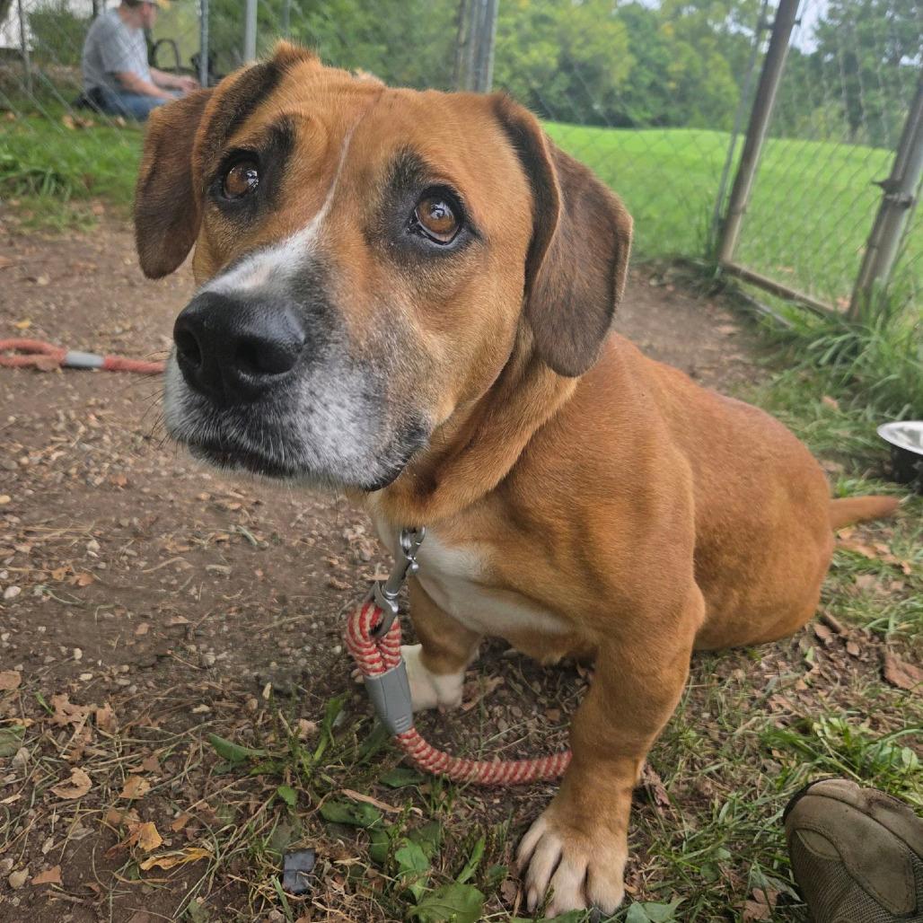 Enlarge Jenny, a Adoptable mixed breed in Columbia Station, OH image 4/6