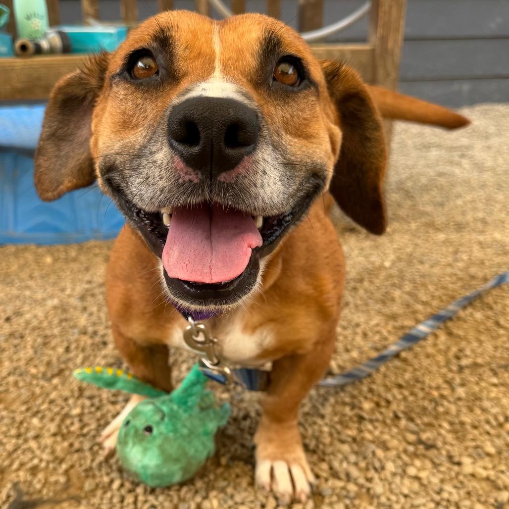 Enlarge Jenny, a Adoptable mixed breed in Columbia Station, OH image 5/6