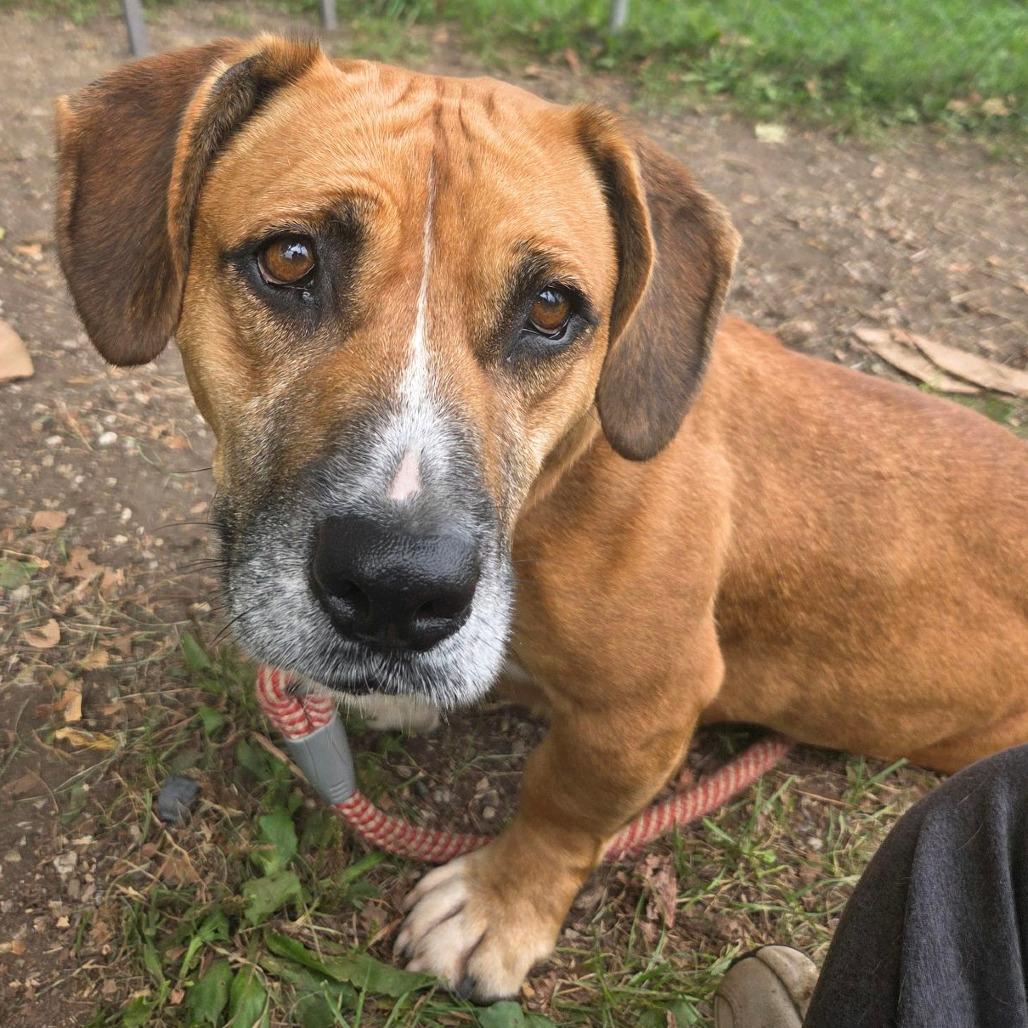 Enlarge Jenny, a Adoptable mixed breed in Columbia Station, OH image 6/6