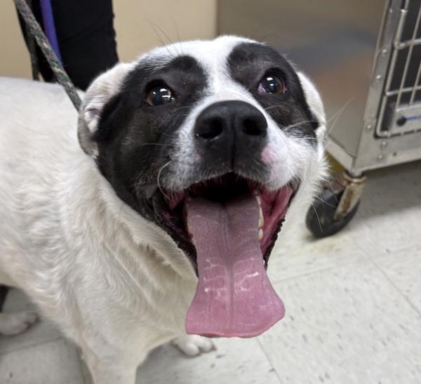 Izzy, Adoptable, Adult Female Border Collie.
