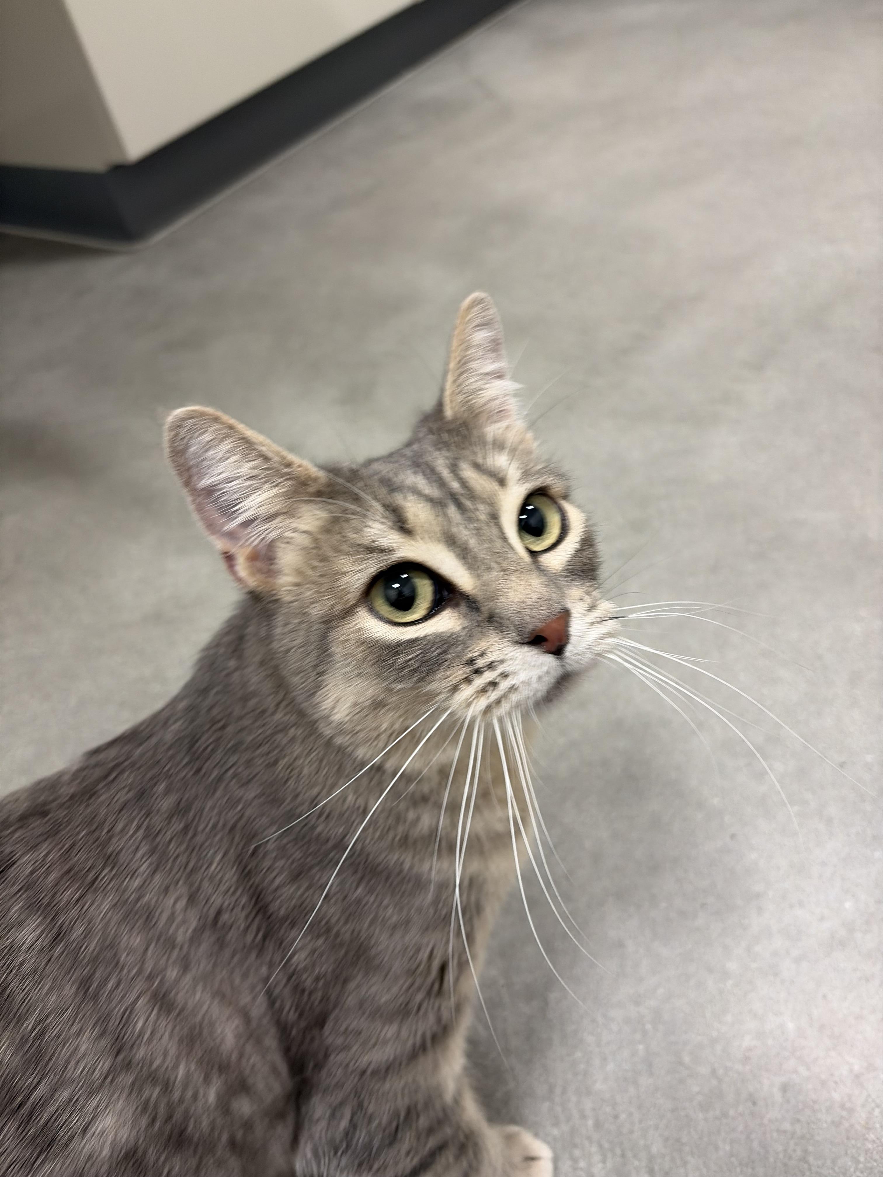 Enlarge Button, a Adoptable Domestic Short Hair in Twin Falls, ID image 1/5