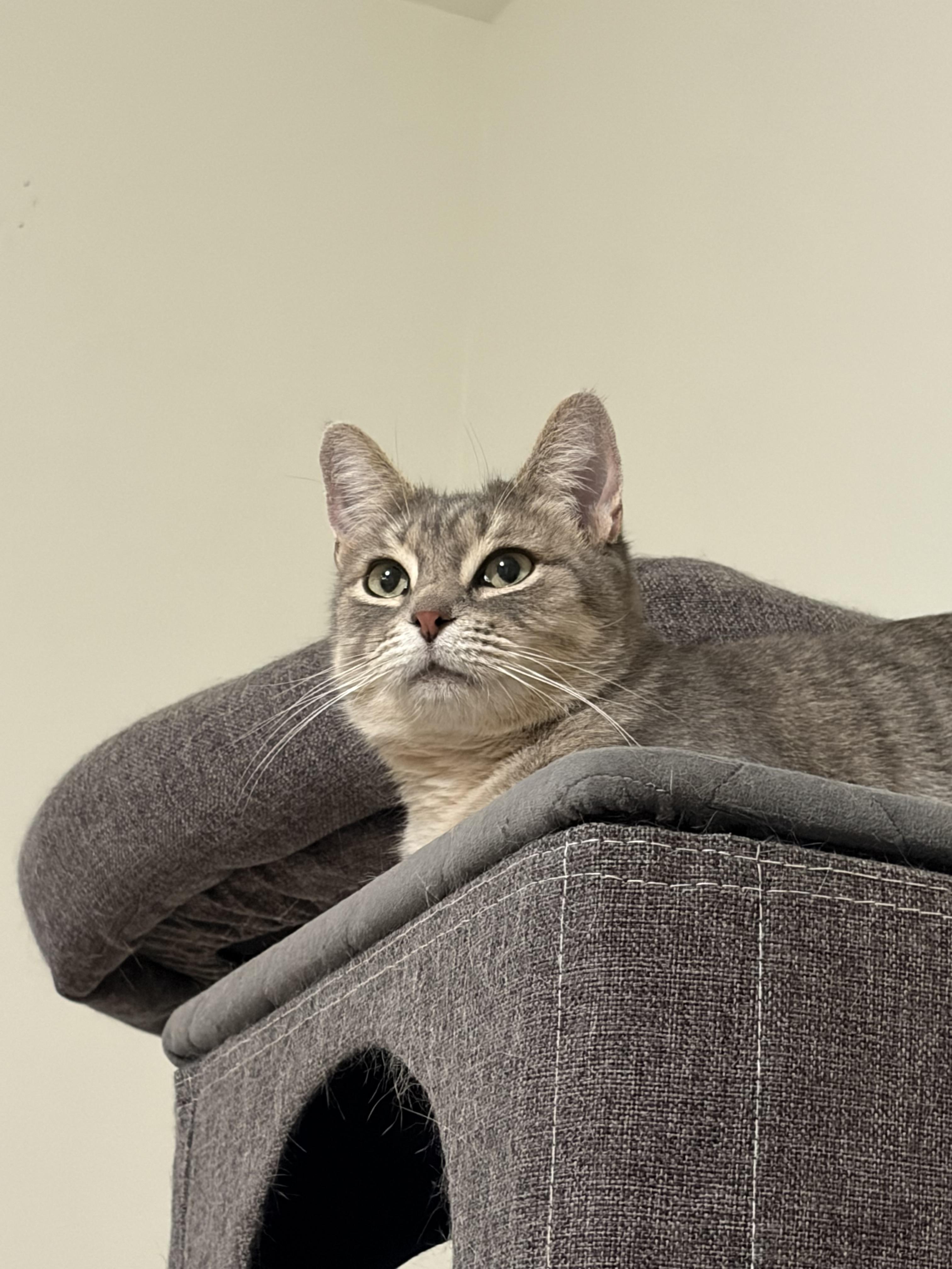 Enlarge Button, a Adoptable Domestic Short Hair in Twin Falls, ID image 2/5