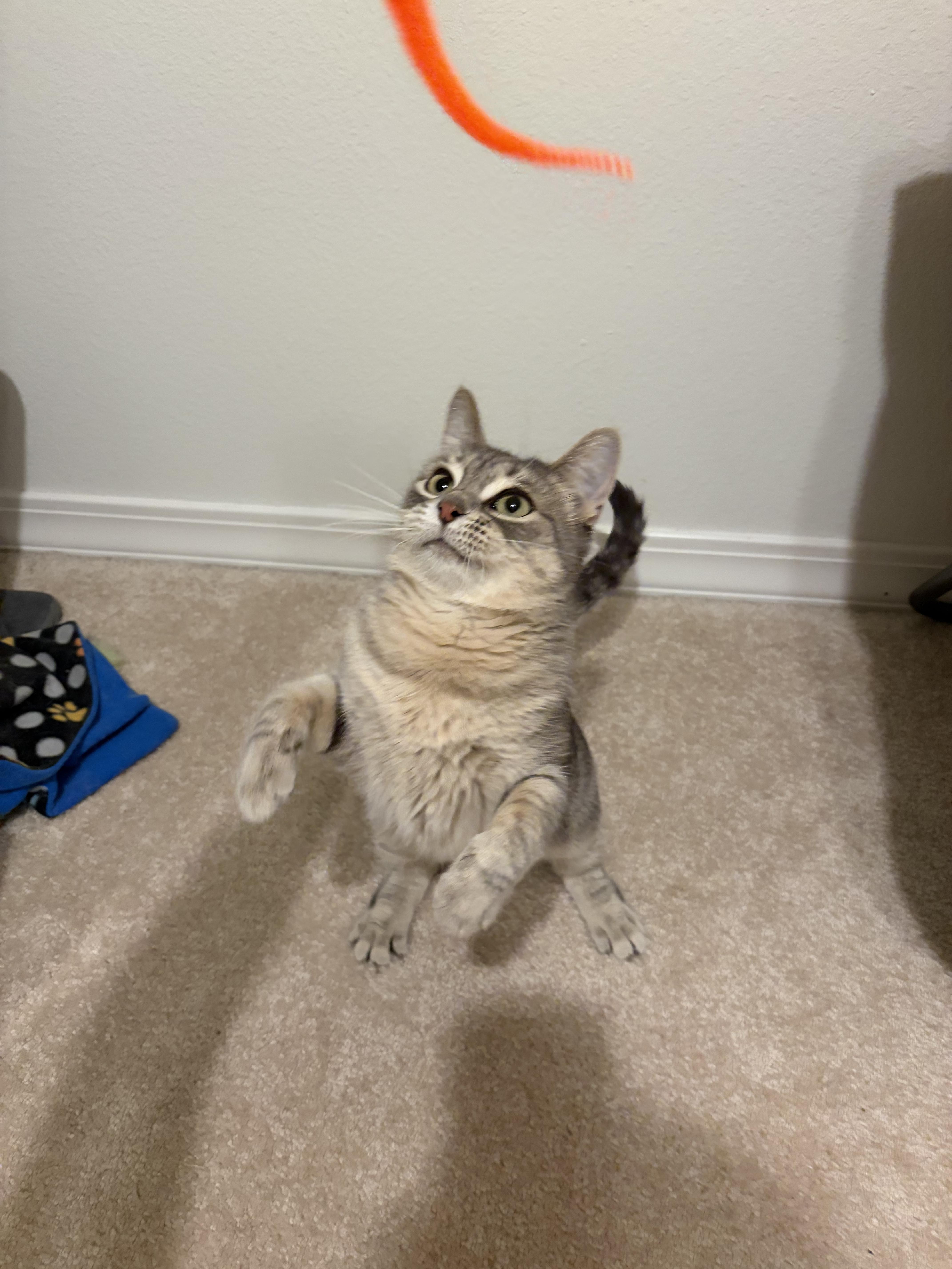 Enlarge Button, a Adoptable Domestic Short Hair in Twin Falls, ID image 3/5