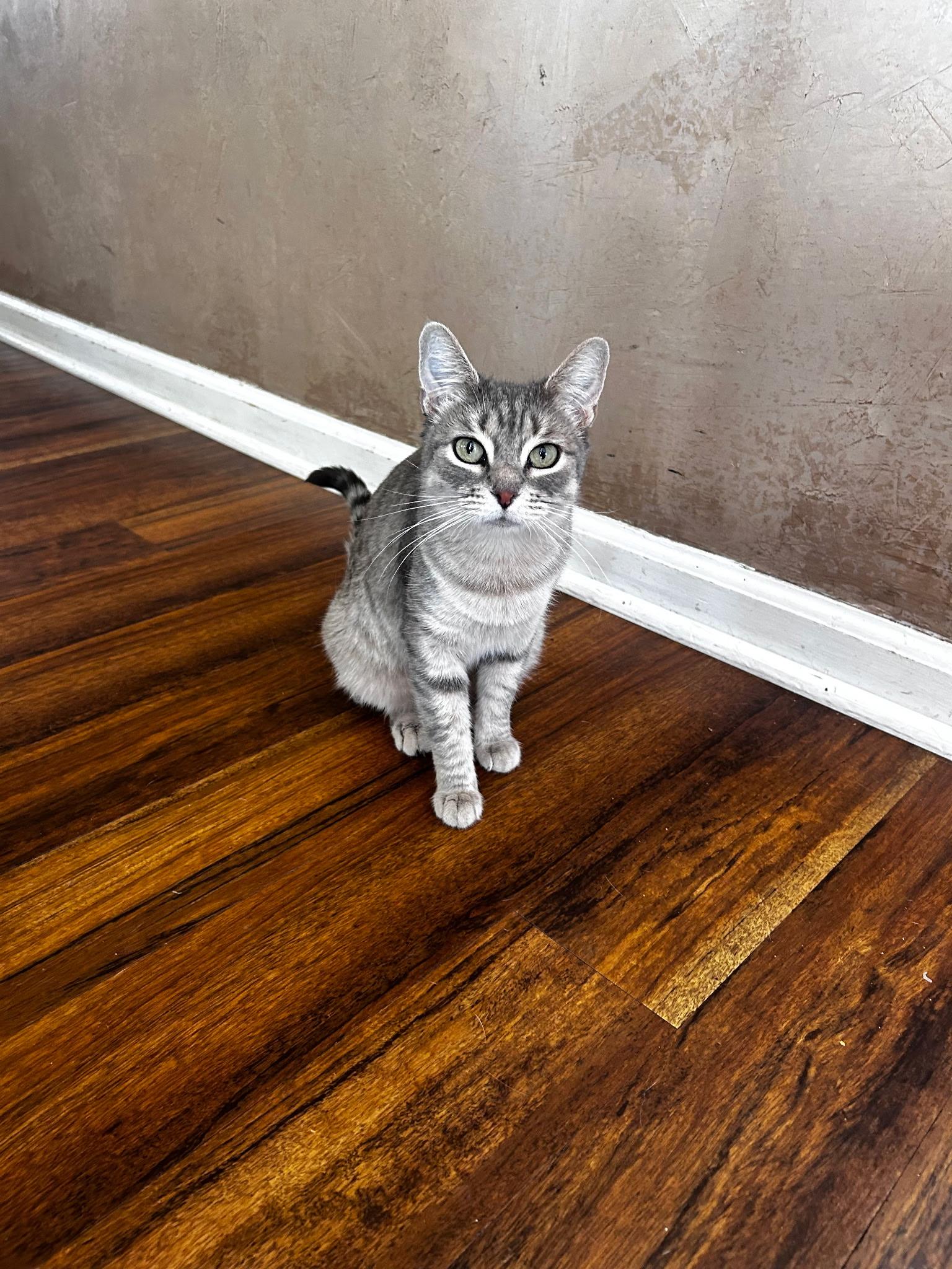 Enlarge Button, a Adoptable Domestic Short Hair in Twin Falls, ID image 4/5