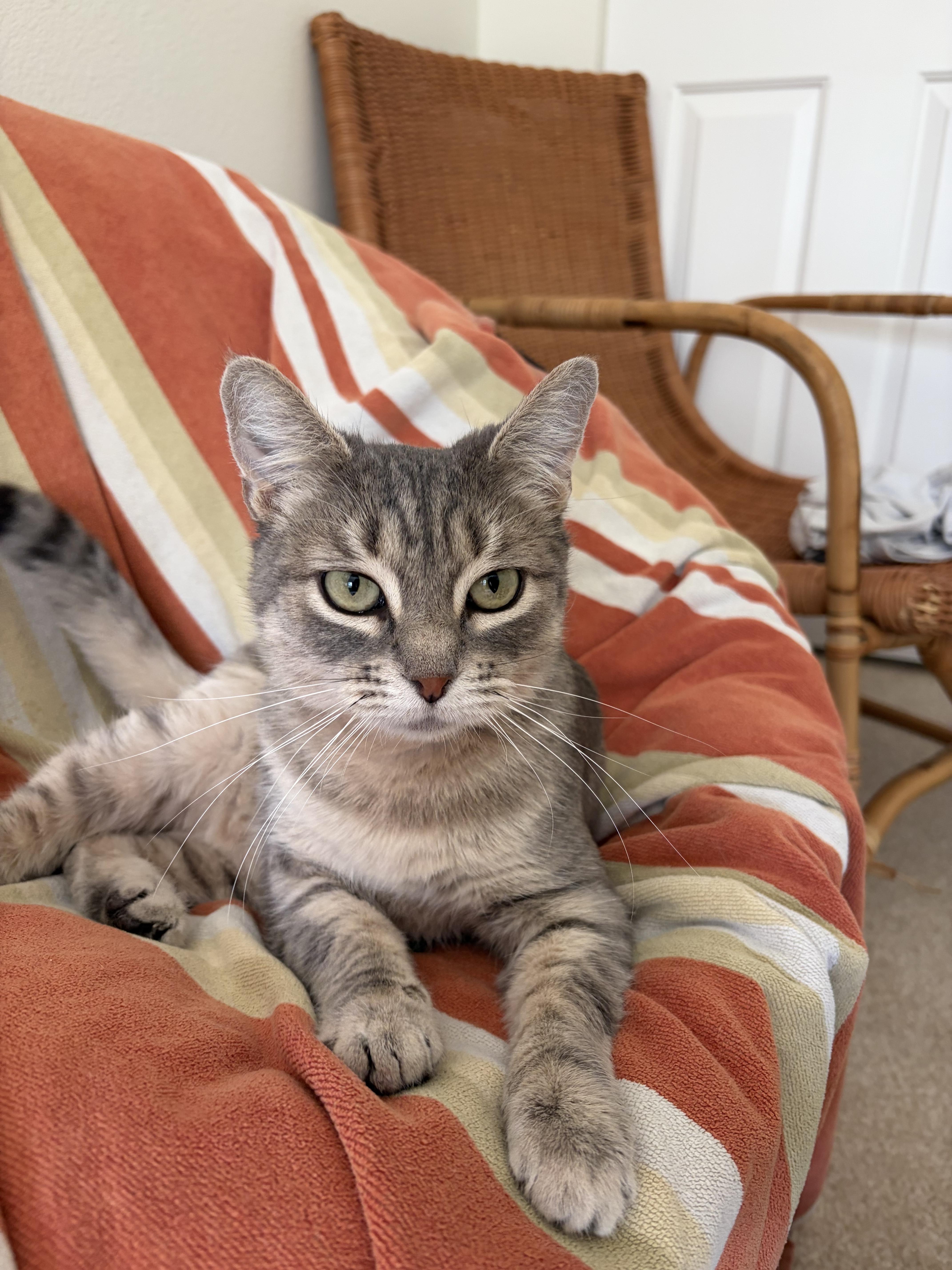 Enlarge Button, a Adoptable Domestic Short Hair in Twin Falls, ID image 5/5