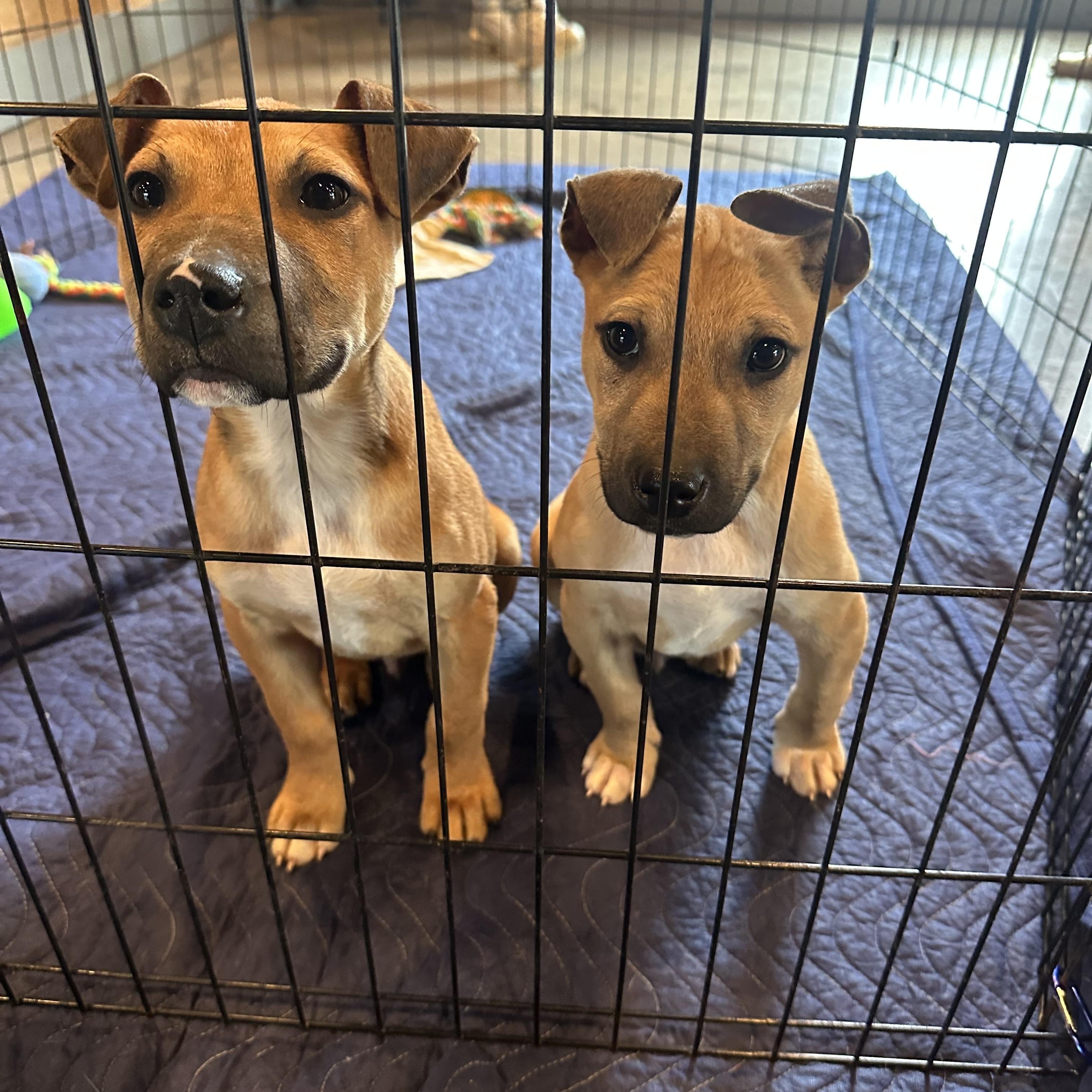 Enlarge Jimi (Hendrix), Lennon (John) Mick (Jagger), a ADOPTABLE mixed breed in Monroe, NC image 1/5